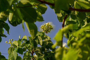 Çiçekli pequi ağacı. Pequi ağacında çiçekler. Pequi, Goias 'ta yetişen tipik bir meyvedir..