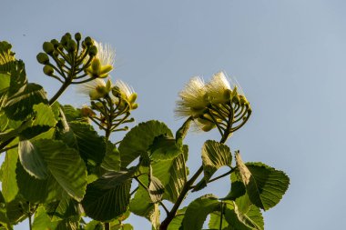 Çiçekli pequi ağacı. Pequi ağacında çiçekler. Pequi, Goias 'ta yetişen tipik bir meyvedir..