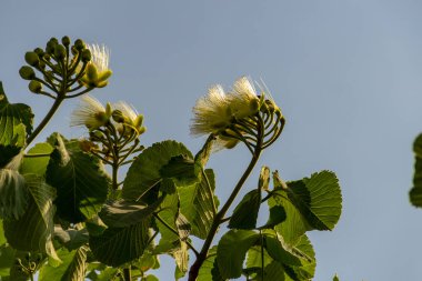 Çiçekli pequi ağacı. Pequi ağacında çiçekler. Pequi, Goias 'ta yetişen tipik bir meyvedir..