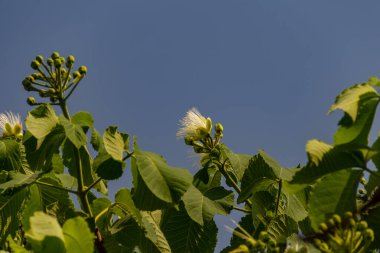 Çiçekli pequi ağacı. Pequi ağacında çiçekler. Pequi, Goias 'ta yetişen tipik bir meyvedir..