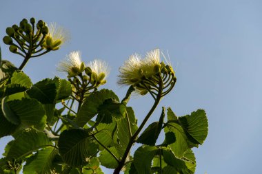 Çiçekli pequi ağacı. Pequi ağacında çiçekler. Pequi, Goias 'ta yetişen tipik bir meyvedir..