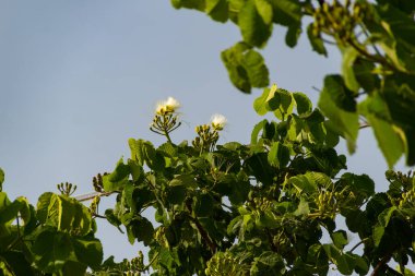 Çiçekli pequi ağacı. Pequi ağacında çiçekler. Pequi, Gois 'deki Cerrado' dan tipik bir meyvedir..
