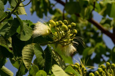 Çiçekli pequi ağacı. Pequi ağacında çiçekler. Pequi, Gois 'deki Cerrado' dan tipik bir meyvedir..