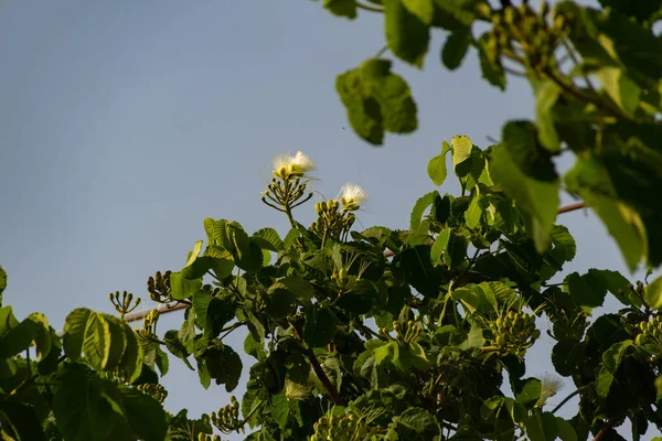 Kvetlý Pequi Strom Květiny Pequi Stromě Pequi Typické Ovoce Cerrado — Stock fotografie