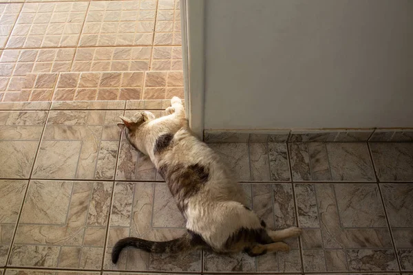 Eine Gestromte Katze Friedlich Auf Dem Boden Liegend — Stockfoto