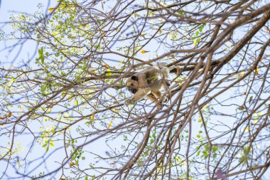 Yapraksız bir ağacın dallarına tünemiş bir maymun..