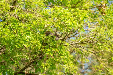  Yapraklı bir ağacın yapraklarının arasına gizlenmiş bir maymun..