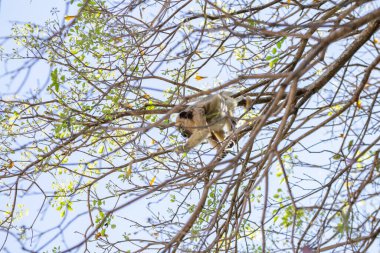 Yapraksız bir ağacın dallarına tünemiş bir maymun..