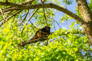  Yapraklı bir ağacın dalına tünemiş siyah bir maymun..