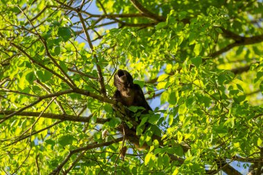 Yapraklı bir ağacın yapraklarının arasına gizlenmiş siyah bir maymun..