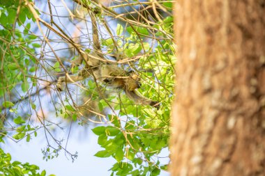 Küçük bir maymun asılı, ormandaki ağaç dallarında yaprak yiyor..
