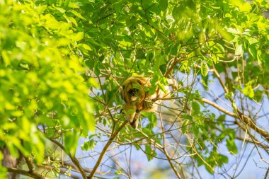 Küçük bir maymun asılı, ormandaki ağaç dallarında yaprak yiyor..