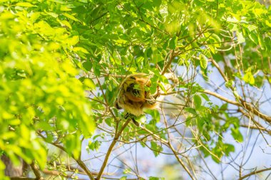 Küçük bir maymun asılı, ormandaki ağaç dallarında yaprak yiyor..