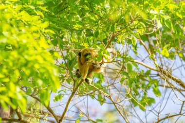 Küçük bir maymun asılı, ormandaki ağaç dallarında yaprak yiyor..