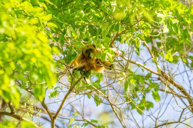 Küçük bir maymun asılı, ormandaki ağaç dallarında yaprak yiyor..