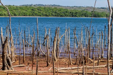 Altamiro de Moura Pacheco Parkı 'ndaki birkaç kuru dallı göl manzarası..