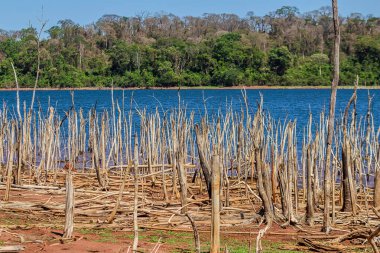 Altamiro de Moura Pacheco Parkı 'ndaki birkaç kuru dallı göl manzarası..