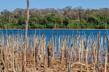 Altamiro de Moura Pacheco Parkı 'ndaki birkaç kuru dallı göl manzarası..