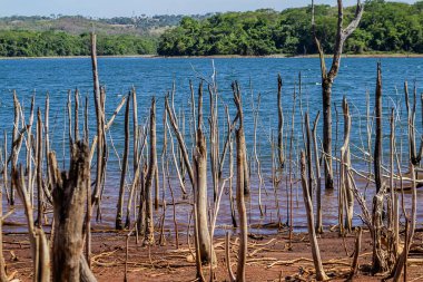 Altamiro de Moura Pacheco Parkı 'ndaki birkaç kuru dallı göl manzarası..