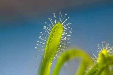 Drosera Capensis Alba yapraklarının (Etçil Bitki) yakın plan detayları. Keskin arkaplan ve bulanık arkaplan.
