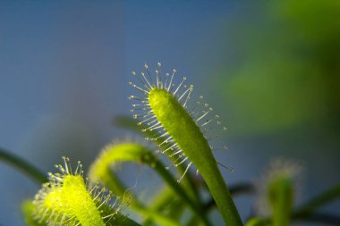 Drosera Capensis Alba yapraklarının (Etçil Bitki) yakın plan detayları. Keskin arkaplan ve bulanık arkaplan.