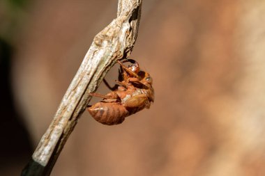Kuru bir dala sıkışmış ve geçmişi bulanık bir ağustos böceğinin exüvia 'sı..