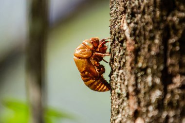  Profilde bir ağustos böceği, bulanık yeşil bir arka planı olan bir ağacın gövdesine yapışmış..