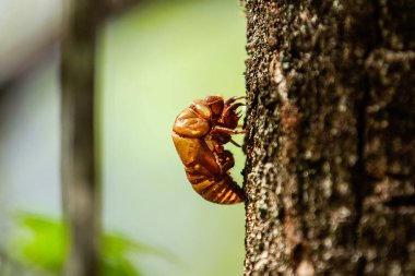  Profilde bir ağustos böceği, bulanık yeşil bir arka planı olan bir ağacın gövdesine yapışmış..