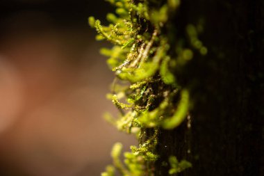 Ormandaki yaşlı bir ağacın gövdesine zambak yakın plan. Dar odak.