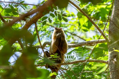 Küçük bir maymun ağaç dalına tünemiş, bir parça meyve yiyor..