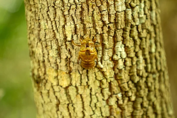 Ağustosböceği, ormandaki bir ağacın kaba gövdesine yapışmış..