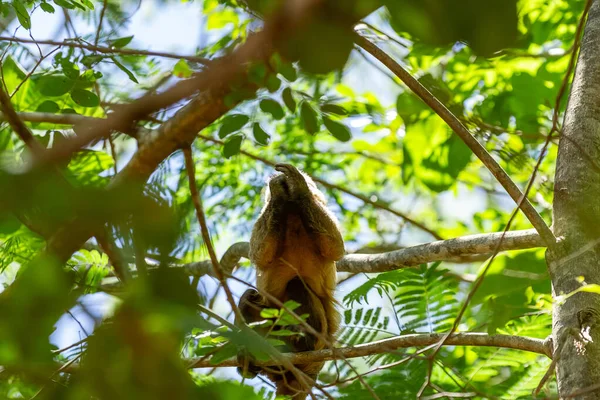 Küçük bir maymun ağaç dalına tünemiş, bir parça meyve yiyor..