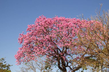Gökyüzünün mavi olduğu açık bir günde Goiania 'daki bir alışveriş merkezinin otoparkında çiçek açmış pembe bir ipe ağacı..