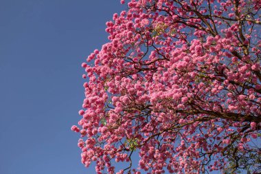  Arka planda mavi bir gökyüzü olan çok çiçek açan pembe bir sarmaşık ağacının dalları. Handroanthus impetiginosus.