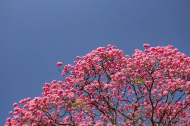  Arka planda mavi gökyüzü olan çiçek açan pembe bir sarmaşık ağacının tacı. Handroanthus impetiginosus.