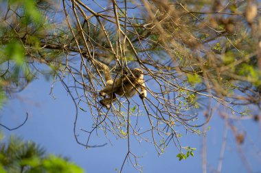 Dallardan sarkan bir uluyan maymun, arka planda mavi gökyüzü ile oynuyor..