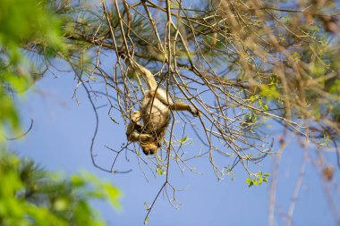 Dallardan sarkan bir uluyan maymun, arka planda mavi gökyüzü ile oynuyor..