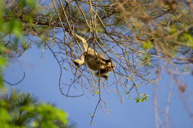 Çiçeksiz bir ipe ağacının dallarına tünemiş dişi bir uluyan maymun, açık bir günde, arka planda mavi bir gökyüzü.