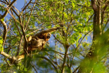 Çiçeksiz bir sarmaşık ağacının dallarında bir dişi maymun, bebeğini taşıyor, bir sabah güneş ışığıyla aydınlanıyor..