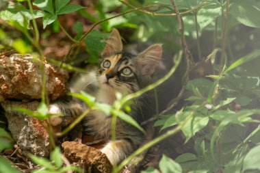 Güzel, tüylü, tetikte, üç renkli bir kedi yavrusu çalıların ortasında yerde yatıyor..