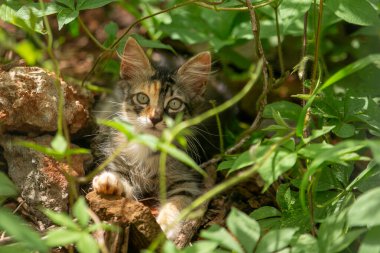 Güzel, tüylü, tetikte, üç renkli bir kedi yavrusu çalıların ortasında yerde yatıyor..