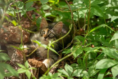 Güzel, tüylü, tetikte, üç renkli bir kedi yavrusu çalıların ortasında yerde yatıyor..