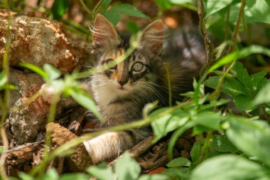 Güzel, tüylü, tetikte, üç renkli bir kedi yavrusu çalıların ortasında yerde yatıyor..