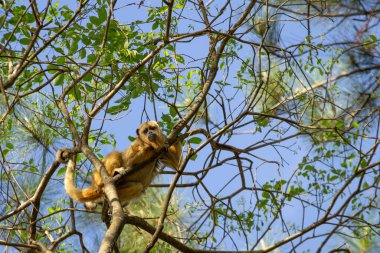 Çiçeksiz bir sarmaşığın dalında yatan dişi bir uluyan maymun..