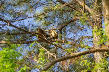 Çiçeksiz bir ip ağacının dallarına tünemiş iki uluyan maymun..