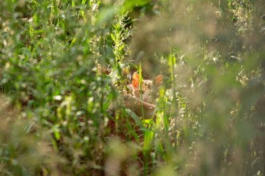Çimlerin ortasında saklanan bir yavru kedi..