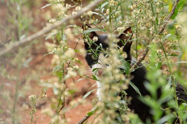 Küçük, tekir bir kedi yavrusu çimlerin arkasında saklanıyor. Terk edilmiş hayvan..