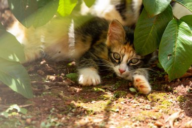 Güzel, pofuduk, üç renkli bir kedi yavrusu çalıların ortasında yere uzanıyor ve dinleniyor..