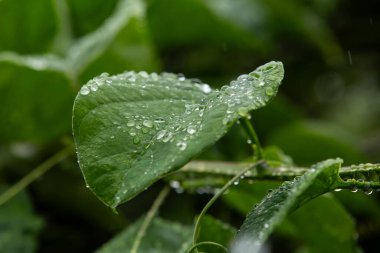 Yağmurdan ıslanan yaprakların detayları.