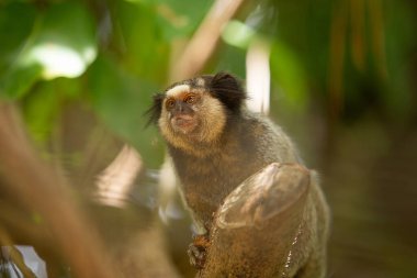 Ormandaki bir ağaç dalına tünemiş bir marmoset..